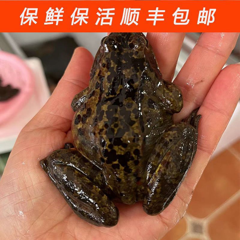 Youpin fresh northeast toad Changbai mountain produce forest frog fresh live forest frog new river mother leopard
