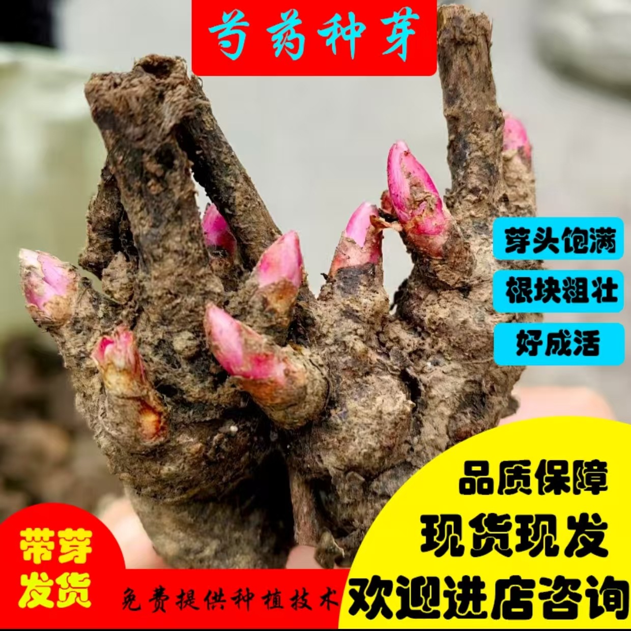 Саженцы пиона, декоративные саженцы пиона, комнатные растения, белые бутоны пиона, корни пиона, лекарственные саженцы пиона