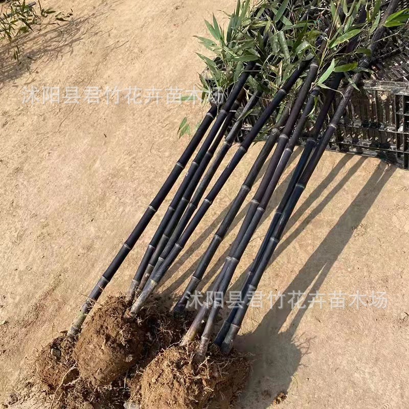 Саженцы фиолетового бамбука, саженцы зеленого бамбука, декоративные стены, озеленение двора, бамбук, бамбук, бамбук с золотой инкрустацией из нефрита, питомник зеленого бамбука, доставка