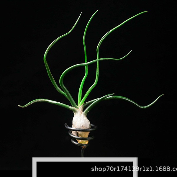 Wholesale Air Tillandsia Small Octopus Small Butterfly Foliage and Flower Plants Office Landscaping Potted Green Plants