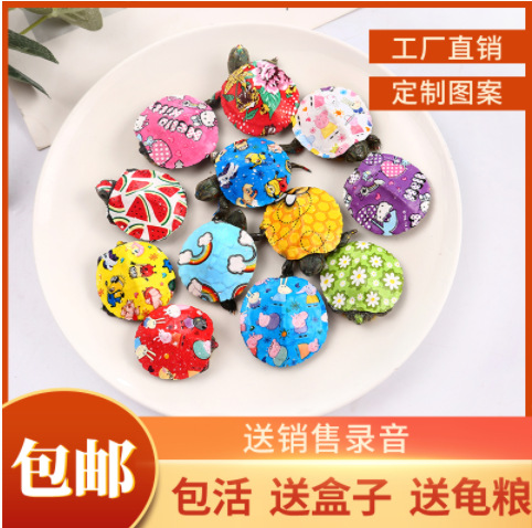 Артефакт для маленьких черепах, яркие бразильские черепахи, живые цветные мультяшные черепахи, оптовая продажа