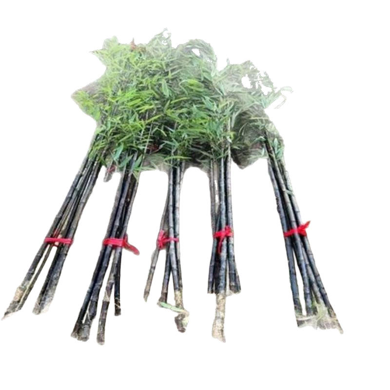 Bamboo Garden Plants Are Evergreen in All Seasons, North and South Cold-Resistant Golden Bamboo, Purple Bamboo, Green Bamboo, Gold Inlaid Jade Bamboo Engineering Seedlings