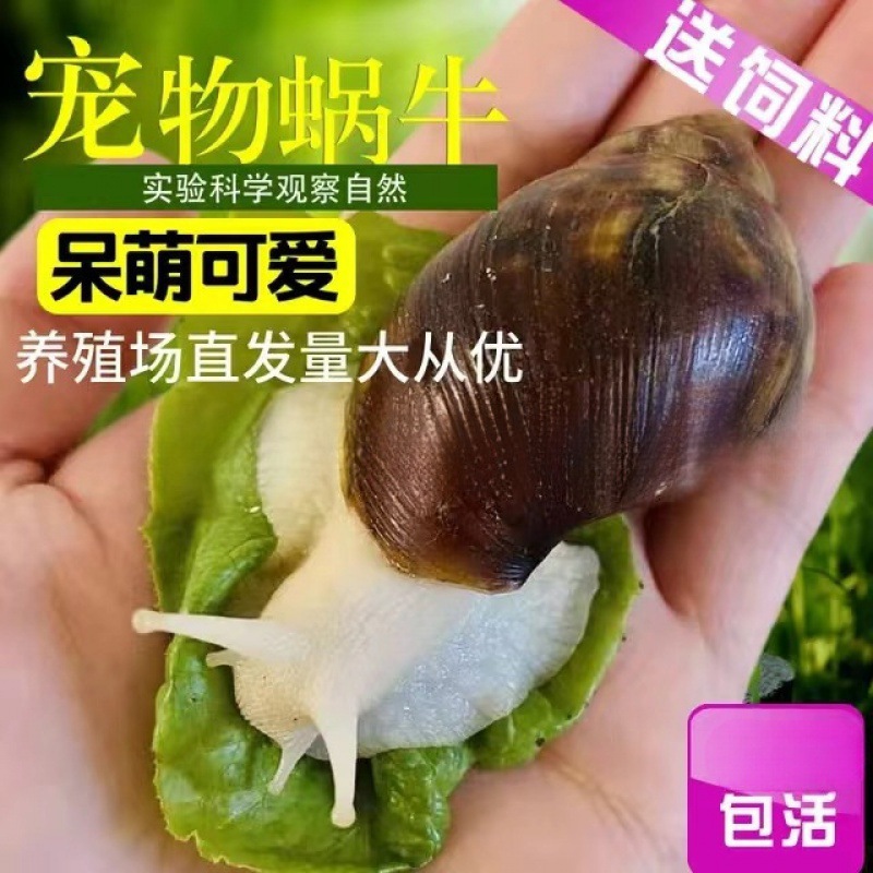 Оптовая продажа студентов декоративных улиток, крупная улитка, оптовая и розничная продажа, разведение улиток белого нефрита