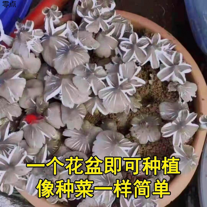 Authentic Fresh Agaricus Blazei Mushroom Seeds for Home Cultivation, Pure Wild Mushrooms, Tricholoma Matsutake, and Litchi Mushroom for All Seasons