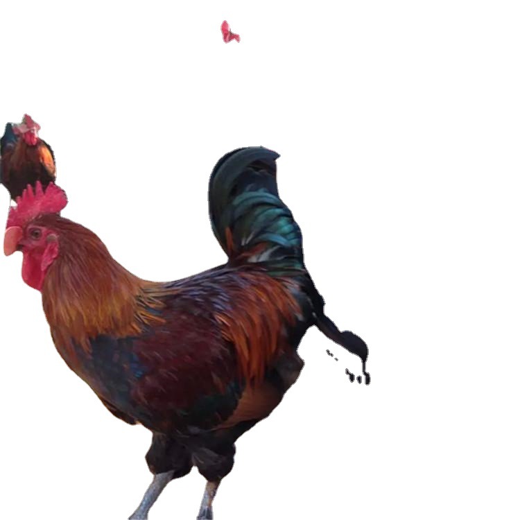 For Sale: Blood-Feathered Native Chicken Chicks, Red-Feathered Native Chicken Chicks, Hemp-Feathered Green-Footed Hen Chicks, Egg-Laying Red Rooster Chicks, Hatching Chicks