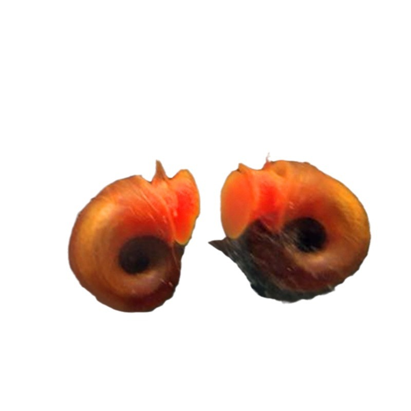 Apple Snail Live Wholesale Pet Snail Ornamental Snail Feed Snail Red Black Black Blue 10 Get 1 Free