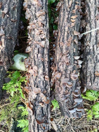 Northeastern Wood-Growing Fungus, Linden Wood Fungus, Naturally Grown in the Mountains, the Taste of Childhood