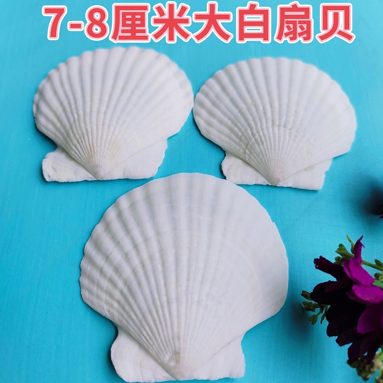 Natural White Shell DIY Handmade Painting Graffiti Wall Barbecue Hawaiian White Scallop