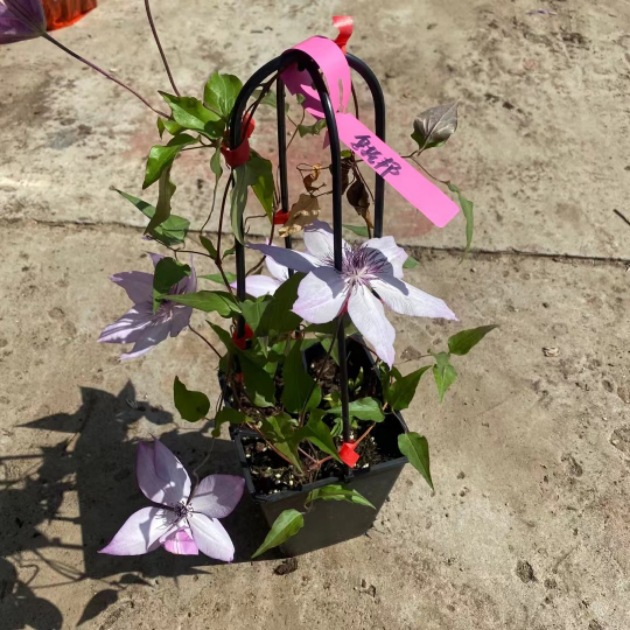 1 Gallon Diamond Ball New Clematis Blue Double Petal Potted Climbing Plant for Balcony and Garden