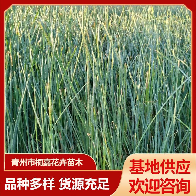 Qingzhou Base Supplies Roadside Riverbank Greening Cattail Seedlings Cup Seedlings Potted Seedlings Perennial Emergent Plant Cattail