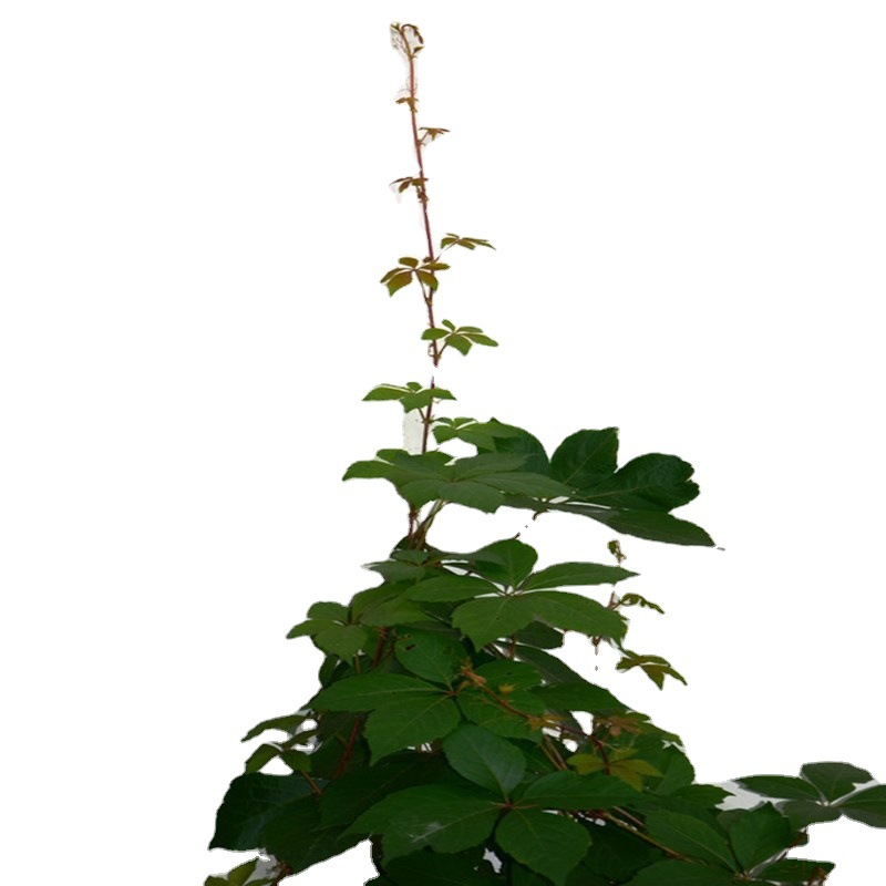 Ivy Seedlings, Wall-Climbing Five-Leaf Brocade Seedlings, Three-Leaf Ivy Seedlings, Large Seedlings, Red-Leaf Climbing Vine Plant Seeds