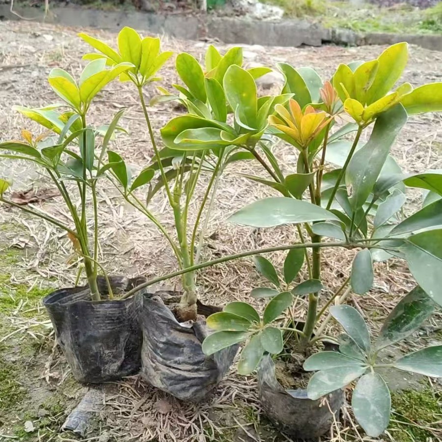 Duckfoot Tree, Goosefoot Tree, Cup Seedlings, Ground Seedlings, Flower-Leaf Duckfoot Tree, Potted Plants, Living Room, Office, Flower Bonsai