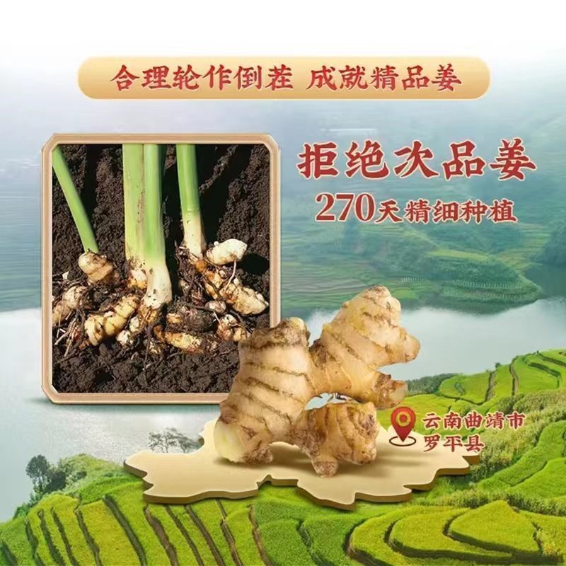 Yunnan small yellow ginger ginger powder dry ginger powder old ginger powder edible feet external application pure ginger powder drink wholesale Cold