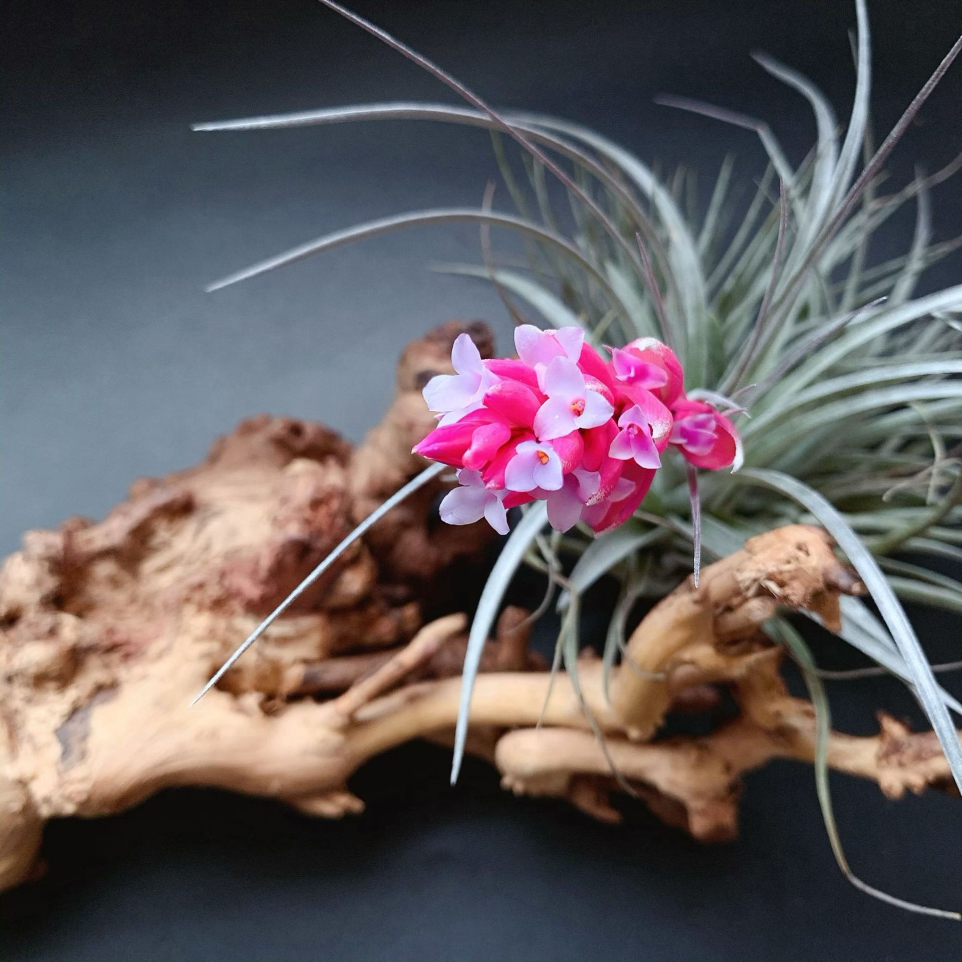 Factory Direct Supply, Base Delivery, Air Pineapple, Soilless Plants, Various Plant Combinations