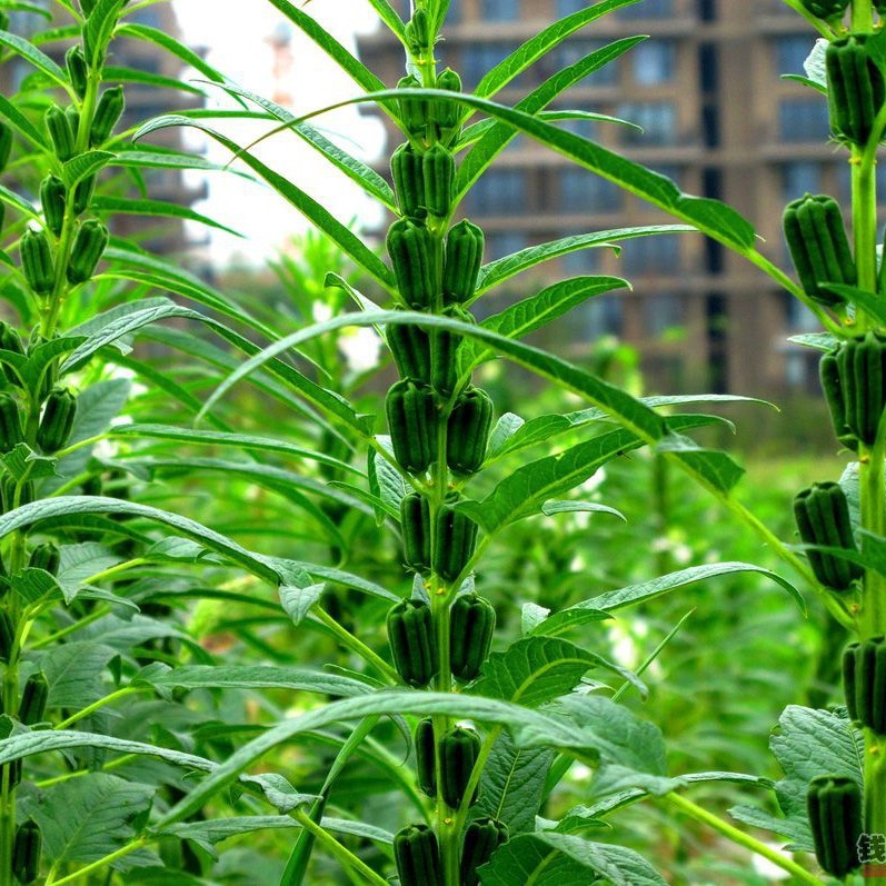 The black sesame oil produced in northeast China is very full and clean. I am not satisfied with the refund of 500g