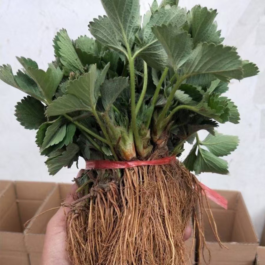 [Оптовая продажа саженцев клубники] Саженцы клубники без корней, короткие крепкие листовые саженцы, кремовые саженцы клубники, высаженные на севере и юге