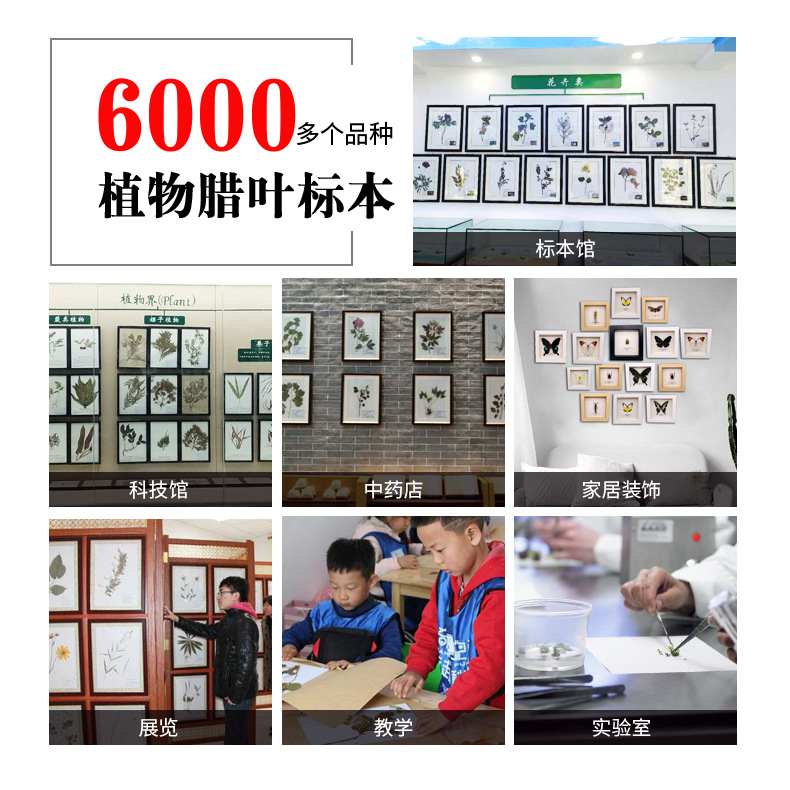 Origin supply plant specimen herbarium traditional Chinese medicine wax leaf specimen simple plant wax leaf specimen