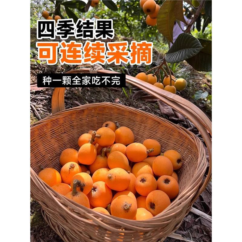 Loquat Fruit Seedlings, Large Fruit Seedless Loquat Seedlings, Northern and Southern Courtyard Houses, Cold-Resistant Four-Season Fruit Seedlings, Potted Plants