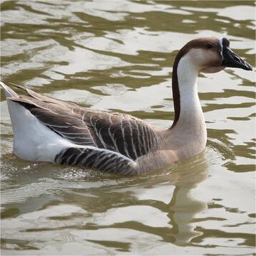 Langde Goose, Small Goose, Large Goose, Red-Billed Goose, Authentic Purebred Goose, Live Young Goose