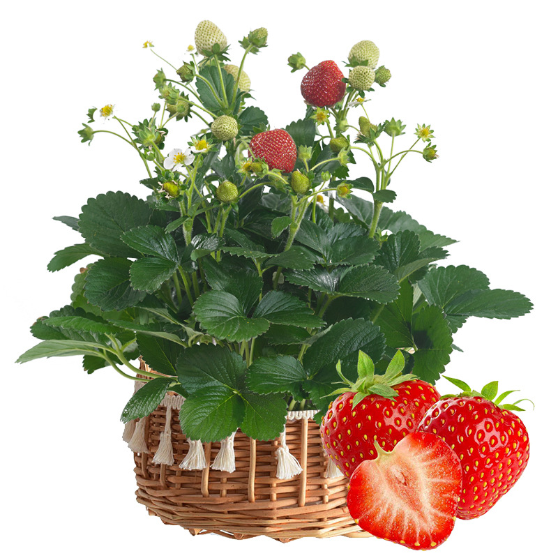 Strawberry Seedlings, Four-Season Potted Edible Balcony Cream Fruit Tree Fruit Seedlings, Seedlings Planted in the South, Fruiting in the Same Year