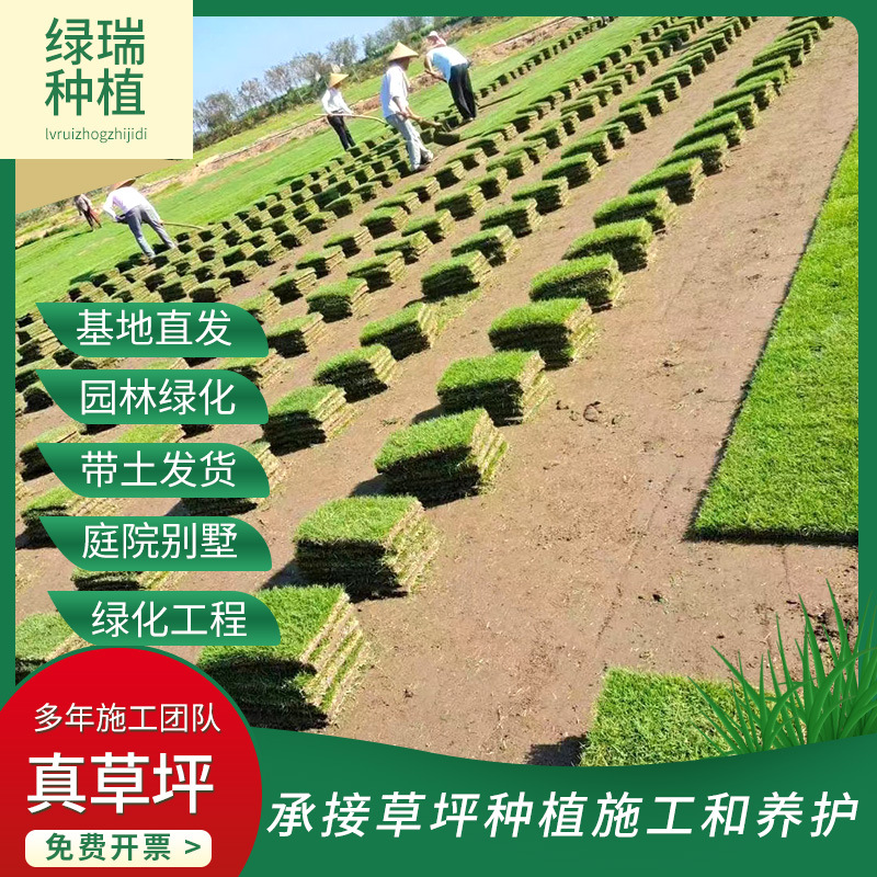 Живой Газон с Почвой, Без Подрезки, Карликовый Бермуда Домашний Сад, Озеленение Дворов, Настоящий Газон Манила