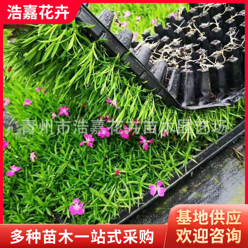 Dianthus Caryophyllus Hole Pot Seedlings Two-Color Pot Seedlings Outdoor Lawn Vegetation Community Park Greening Perennial Dianthus Caryophyllus Seedlings
