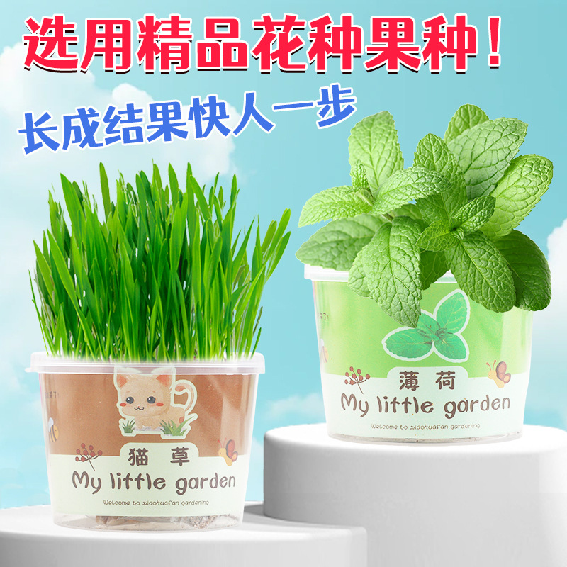 Planting Small Potted Gift Cat Grass Mint Seeds Desktop Green Plant Mini Creative Potted Sunflower Strawberry Planting