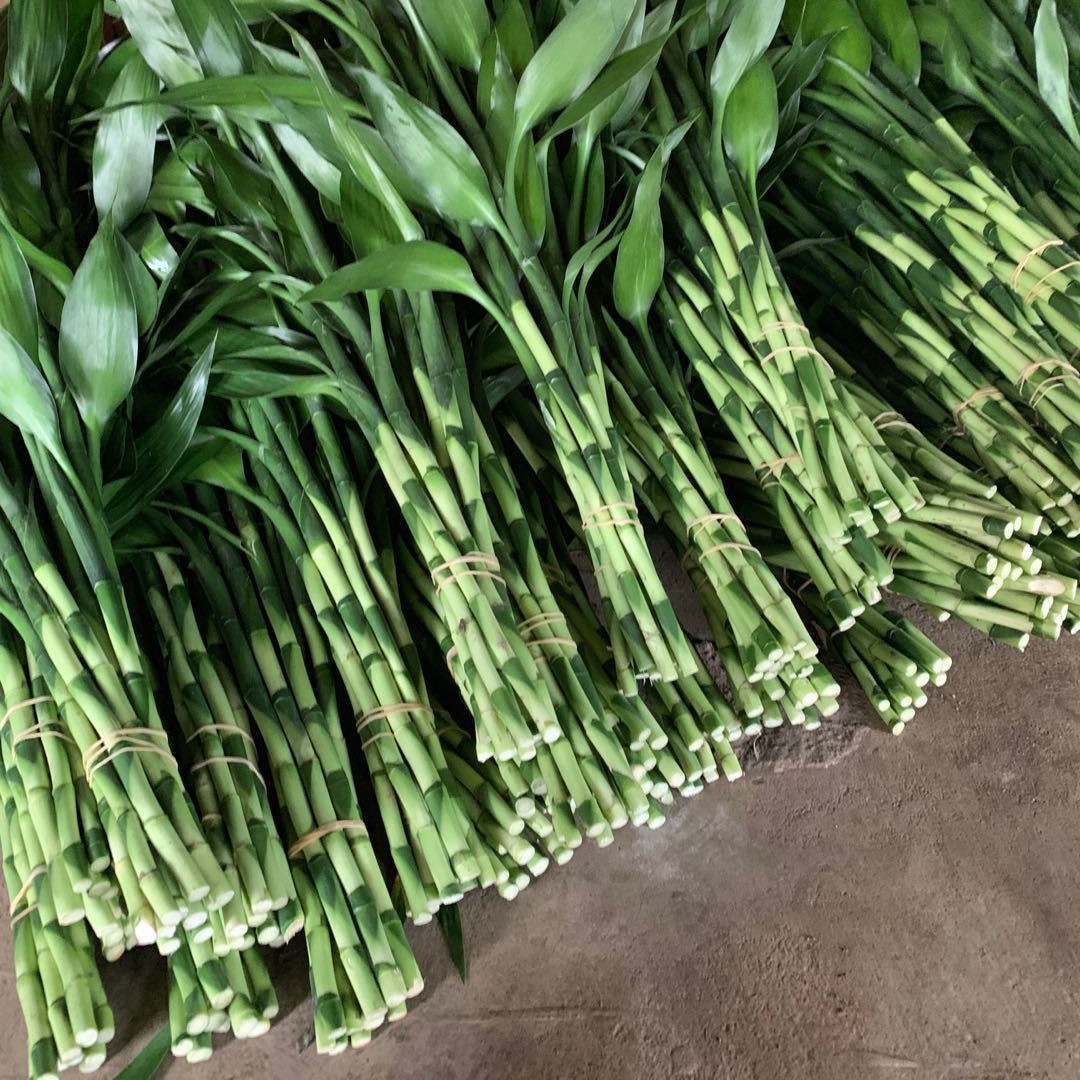 Бамбук Рич, прямая поставка с фермы, доступен в больших, средних и малых размерах, маленький бамбук высотой 70 см