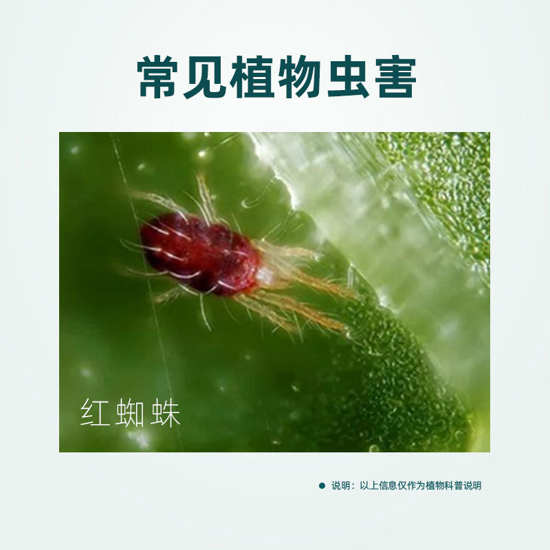 Qianbaiji Mineral Oil Dilution-Free Insecticide for Red Spider Mites