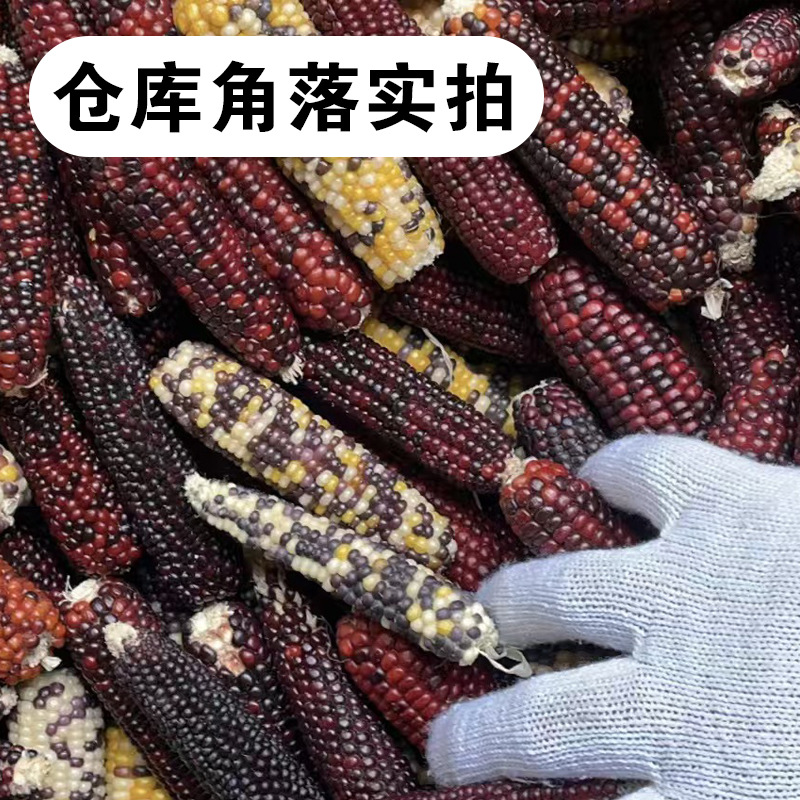 24-Year-Old Seasonal Mini Corn Medium-Sized Hamster Golden Bear Rabbit Molar Stick Chinchilla Molar Snack Healthy Molar Chew