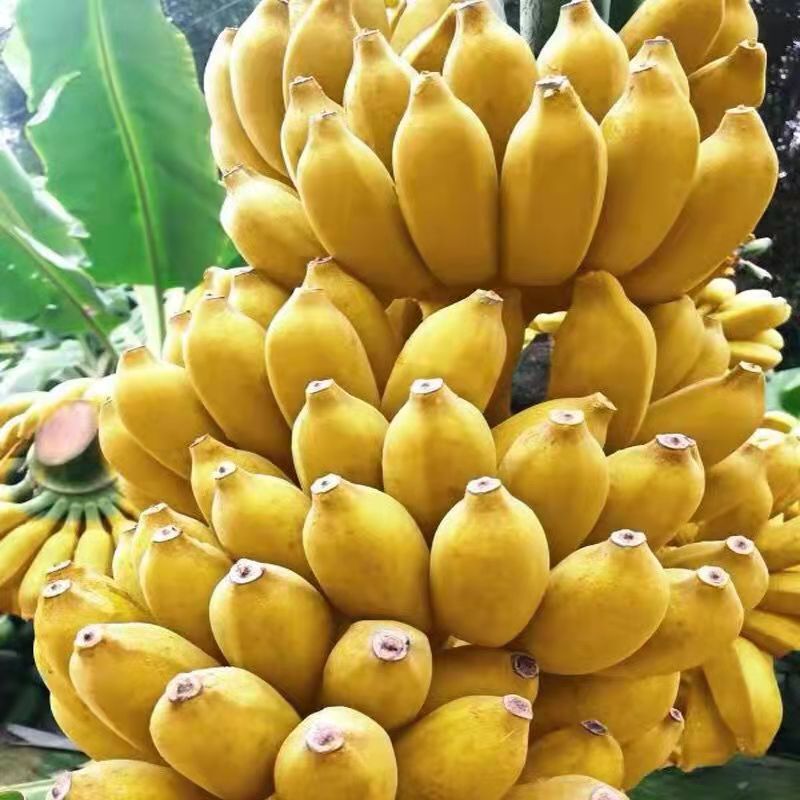 Guangxi Millet Bananas Are Now Picked and Millet Bananas and Green Bananas Are Shipped on Behalf of You