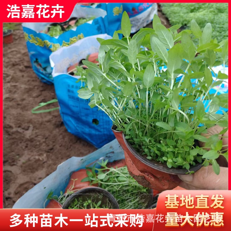 Nasturtium Seedling Base Wholesale Park Garden Potted Ornamental Florals Wetland Greening Aquatic Nasturtium Seedlings