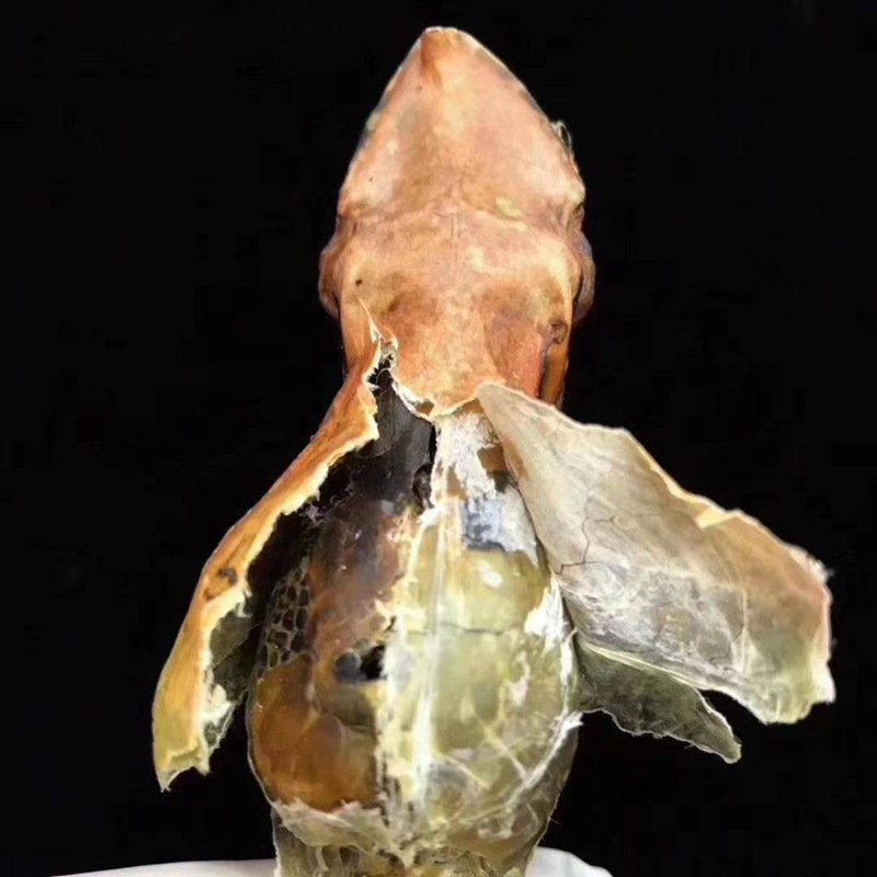 Northeastern Changbai Mountain Specialty: Dried Frog, Dried Forest Frog, Forest Frog Oil, Snow Frog Oil, Bulk Wholesale Food, Health Gift Box