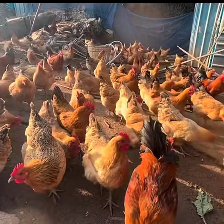 Factory Wholesale Customized Green-Footed Native Chicken Chicks That Are One Day Old and Live Chicks That Are Free-Range Small-Footed Chickens in the Mountains