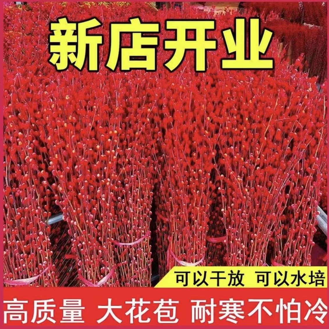 [Готовый товар] [Толстая] серебряная ива, настоящие цветы, свежие ветки, ветки красной ивы, украшения для гостиной, сухие цветы, красная водная культура
