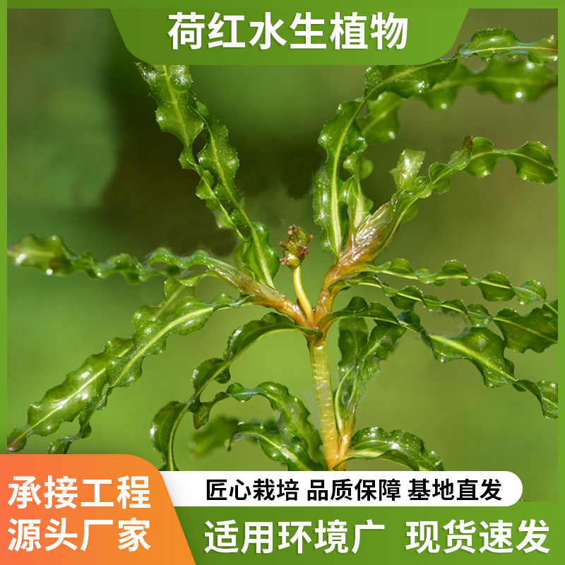 Подводные саженцы высотой 20-80 см, большое фотосинтетическое выделение кислорода, специально для экологической защиты и восстановления рек и озёр