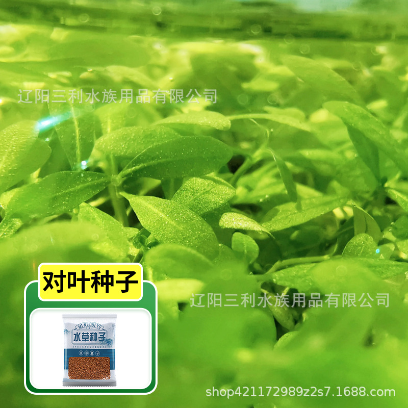 Special Water Grass Mud for Ecological Fish Tank Water Purification Landscape Base Sand Seed Water Algae Mud Nutrient Soil Non-Ceramsite Sand Feeding Base Fertilizer
