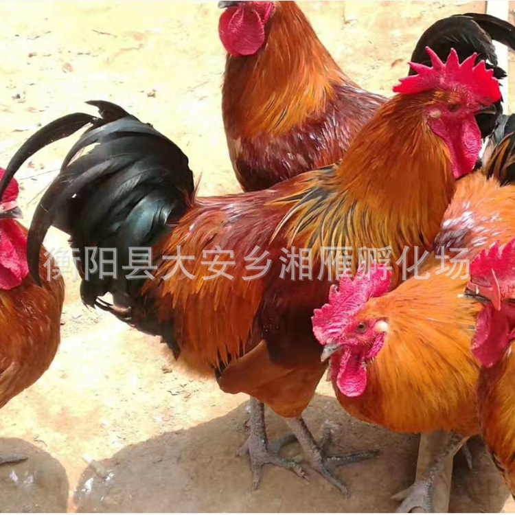 One-Day-Old Red Yao Native Chicken Seedlings, Male Seedlings, Mixed Seedlings, Black Yao Chicken Seedlings, Egg Chicken Native Chicken Seedlings, Transport Package, Vaccination