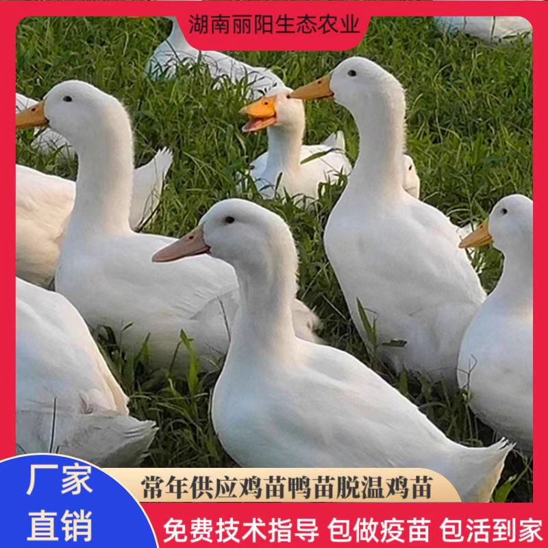 Прямая продажа от производителя: живые утята Черри-Валли, крупные мясные утки, легко разводить и содержать, с техническими консультациями для начинающих