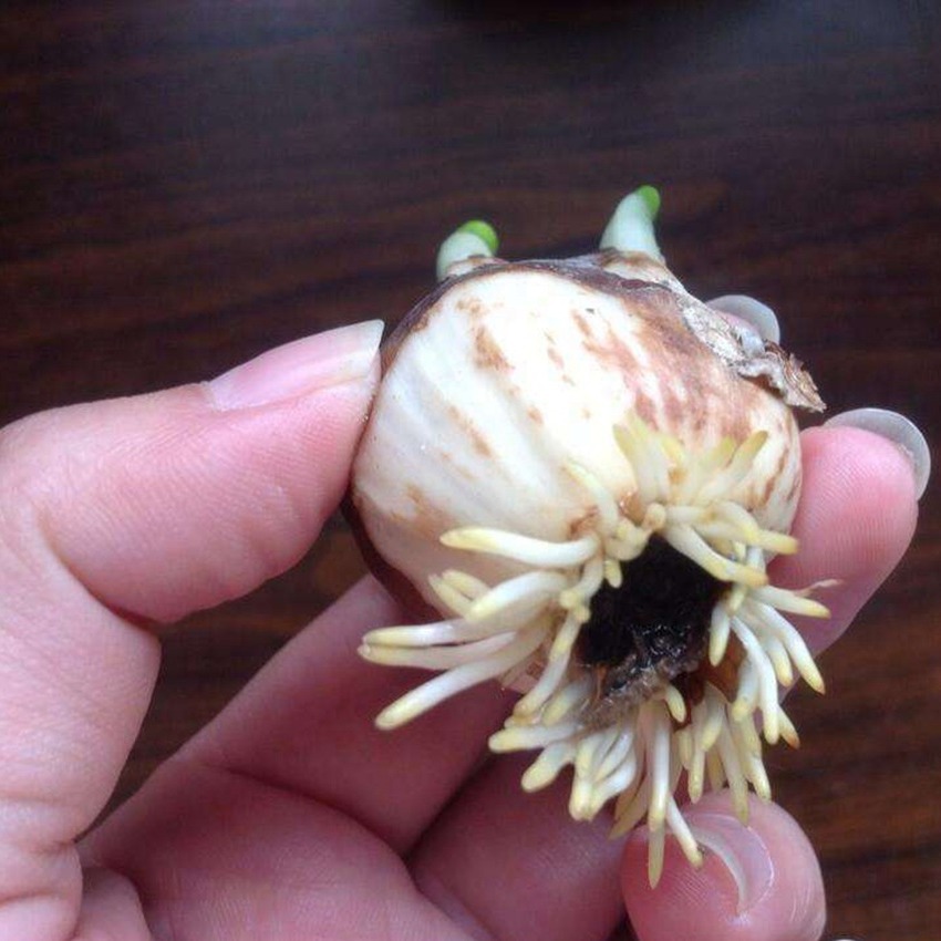 Narcissus Bulbs Hydroponic Potted Single-Petaled Double-Petaled Green Plants Narcissus Bulbs Soil Culture Hydroponic Flowering Narcissus of the Year