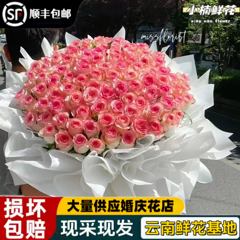 Fresh Roses from Yunnan Base, Direct Delivery Via Sf Express with Free Shipping, Fresh Cut Flowers for Home Use, Flower Arrangements, Valentine's Day Flowers, Direct Delivery Wholesale