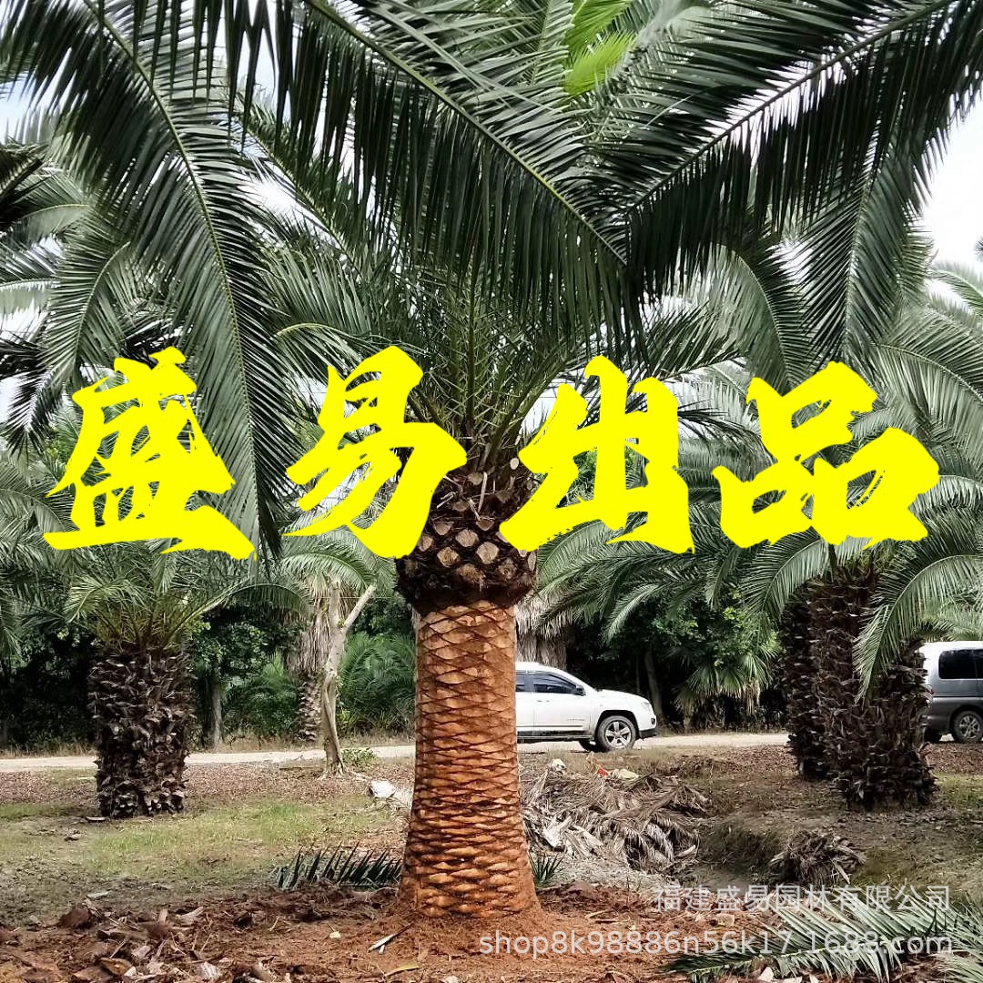 Фуцзянская пальма морской даты, база, Гуандун, Чжэцзян, оптовая продажа, голова морской даты, база