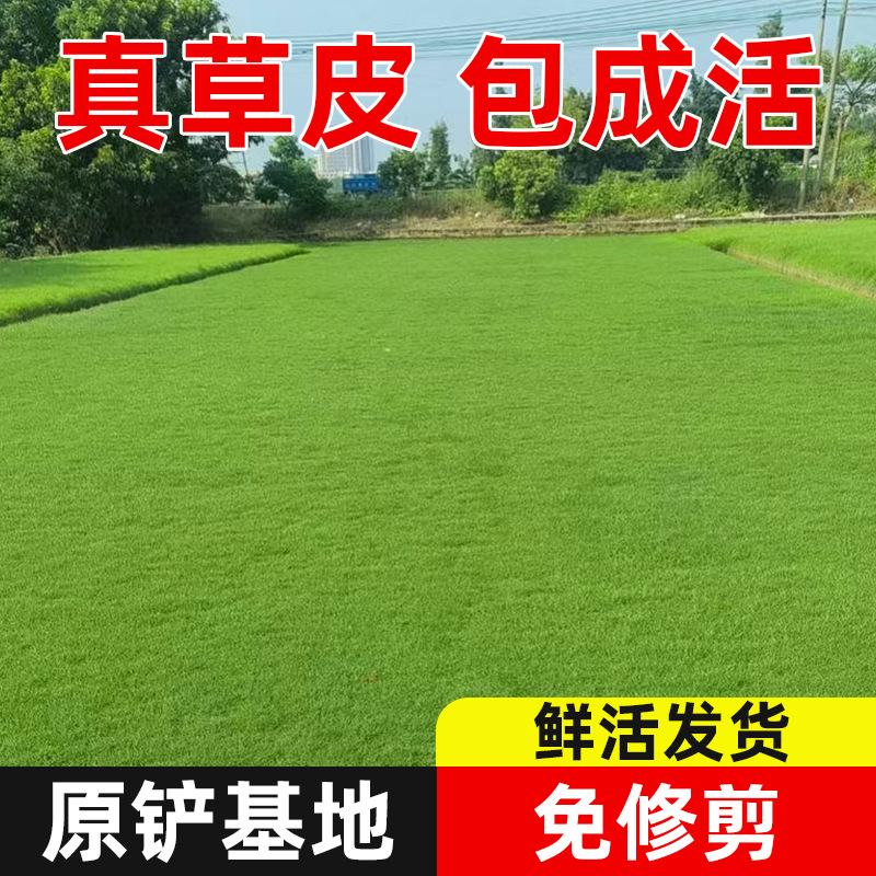 Lawn Real Turf Taiwan Green Manila Large-Leaf Oil Engineering Special Base Planting Large Quantity Favorably Now Shovel Now