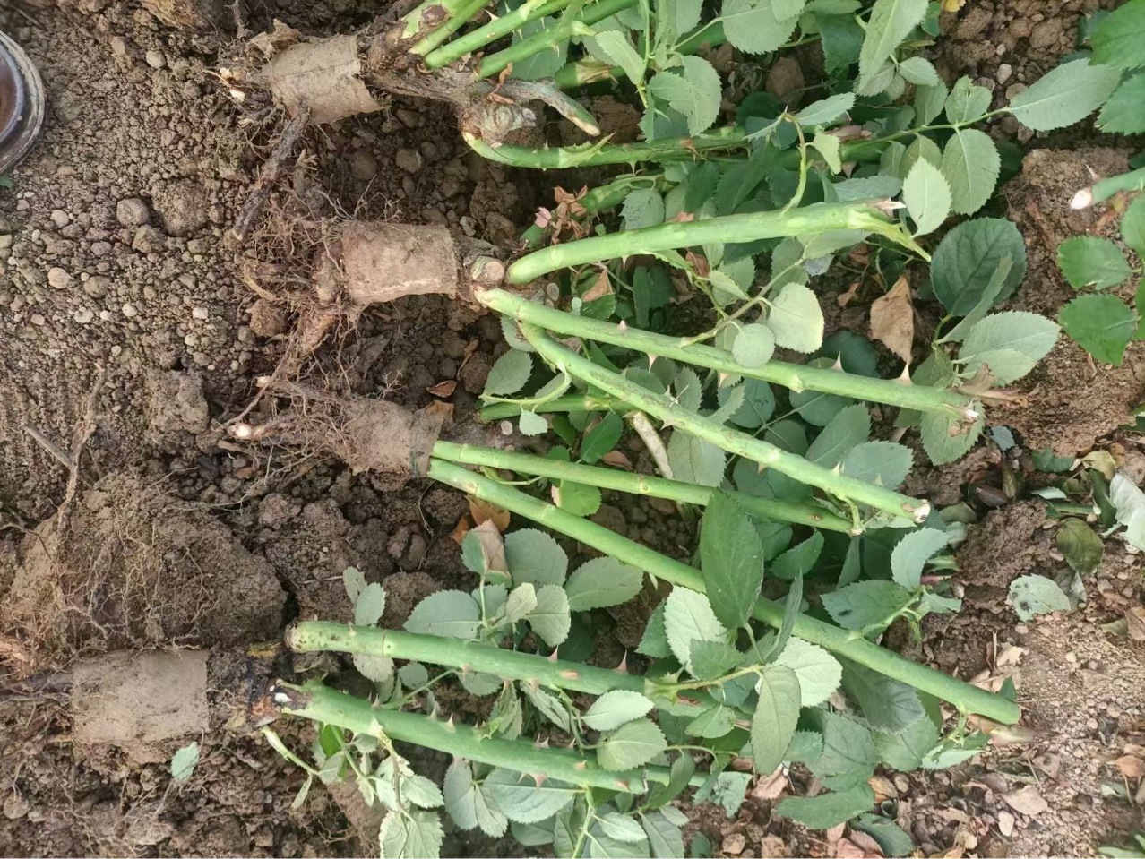 Large-Flowered Roses Are Now Dug at the Yunnan Base. Old Piles of Three-Year-Old Seedlings Are Available for One Piece. Multiple Products Are Mixed and Matched with Four-Season Flowering Roses