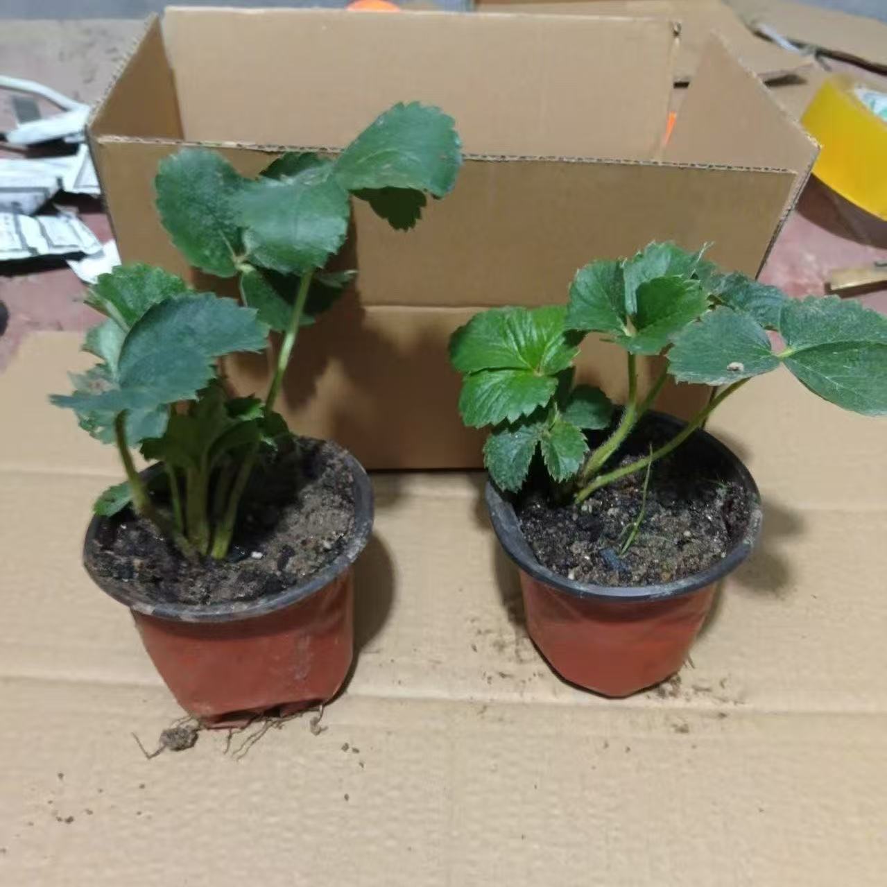 Four-Season Strawberry Seedlings, Cream Red Strawberry Seedlings, Greenhouse Planting Strawberry Potted Plants, New Seedlings with Soil Fruit Seedlings in the Same Year