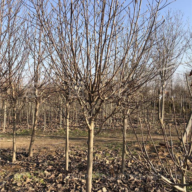 Magnolia Saplings Courtyard House Ornamental Trees Landscape Tree Engineering Greening Plants Red Magnolia White Magnolia Purple Magnolia