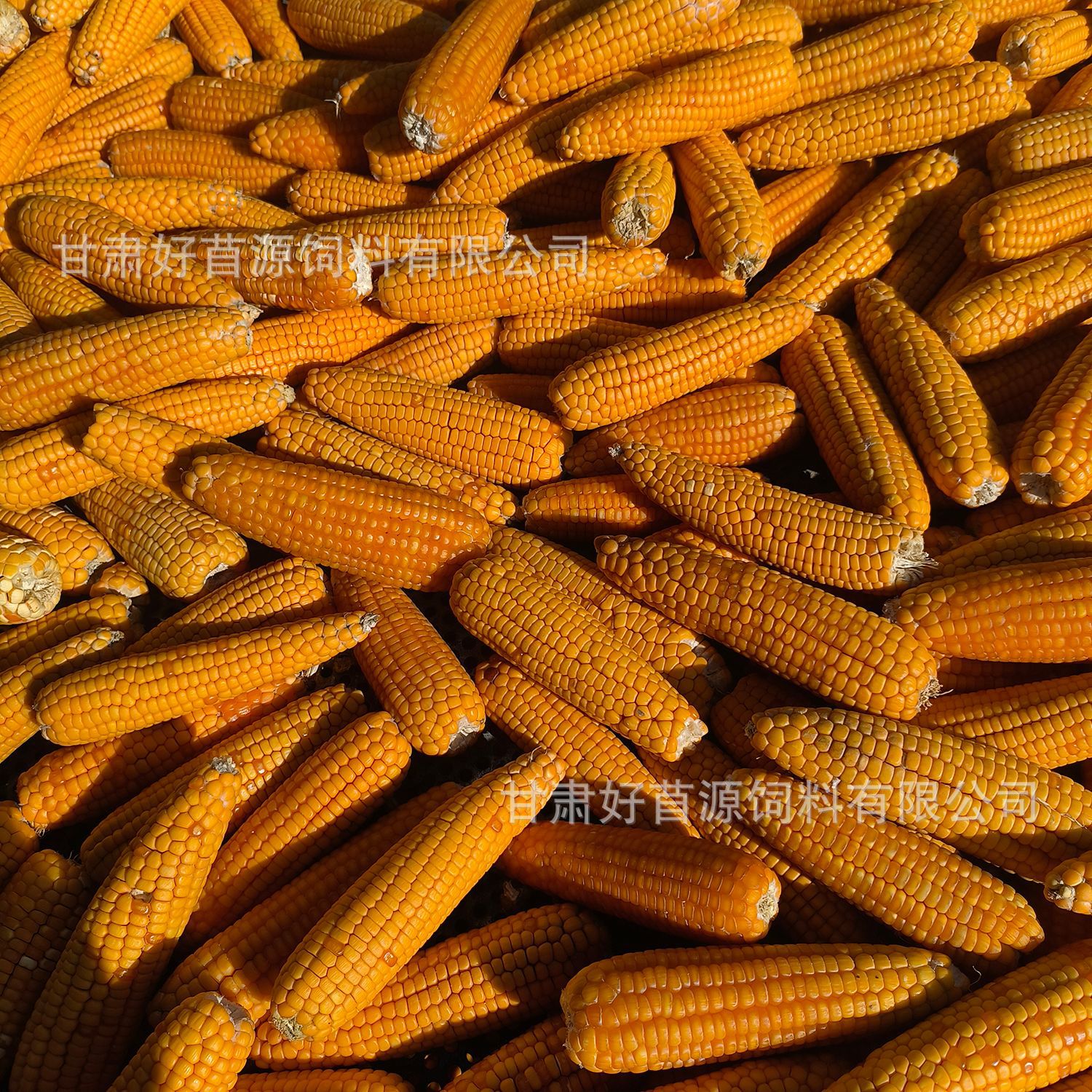 Hamster Teething Corn on the Cob Mini Corn Rabbit Chinchilla Guinea Pig Pet Snacks Golden Hamster Teething Corn