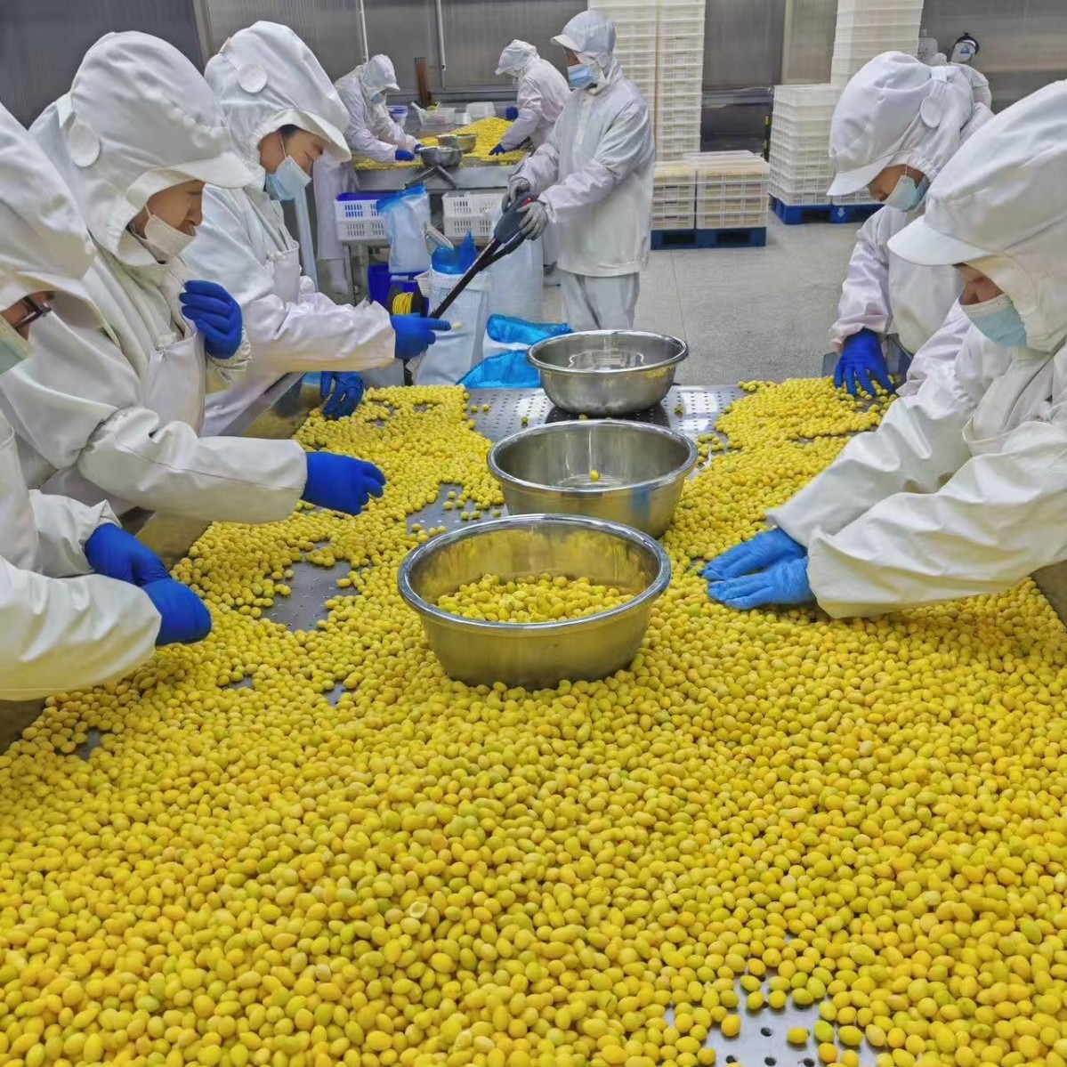 Frozen Ginkgo Nuts, Frozen White Nuts, Ground Grains, Porridge, Soy Milk Raw Materials, No Additives, Dried Ginkgo Nuts, Source Factory