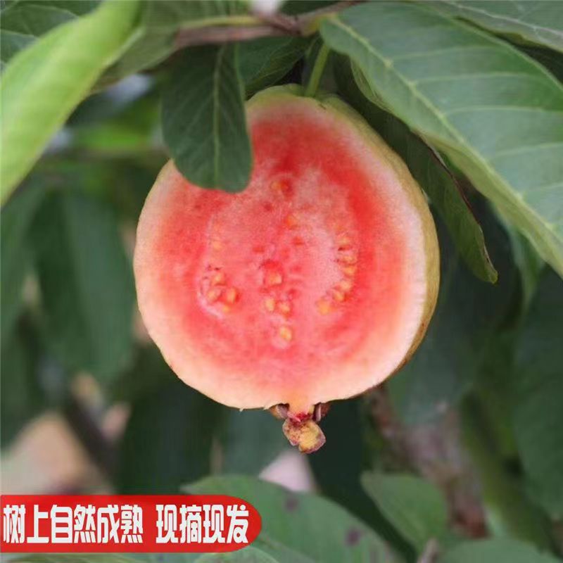 Fresh Red and White Guava from Guangxi, Seasonal Tropical Fruit, Soft and Sweet Guava with Red Flesh, Specially for Milk Tea Shops