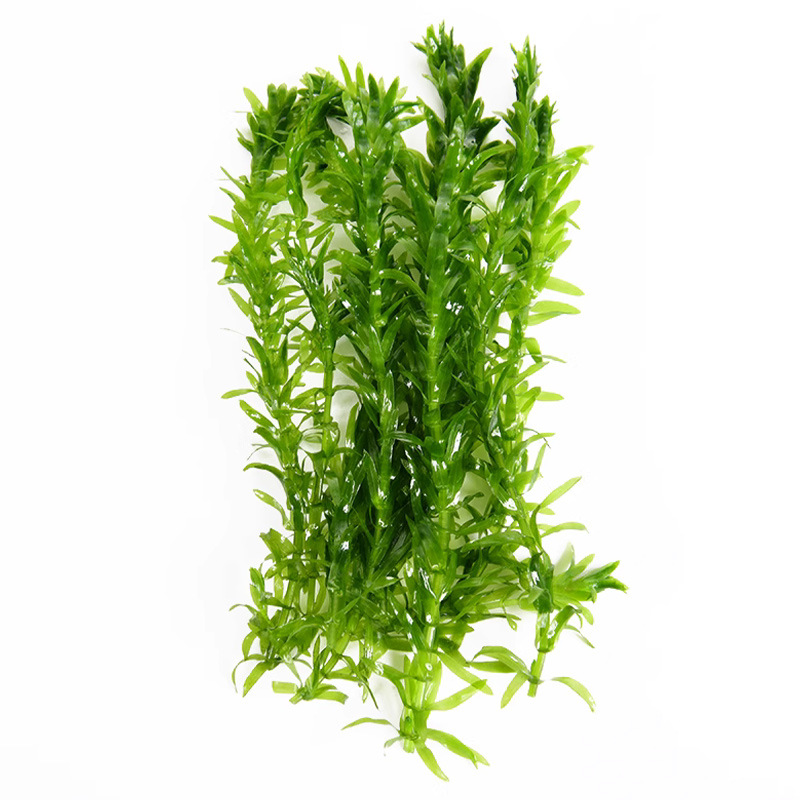 Fish tank aquatic plants live landscaping green chrysanthemum negative centipede aquatic plants after landscape novice aquatic plants wholesale underwater leaf Daquan